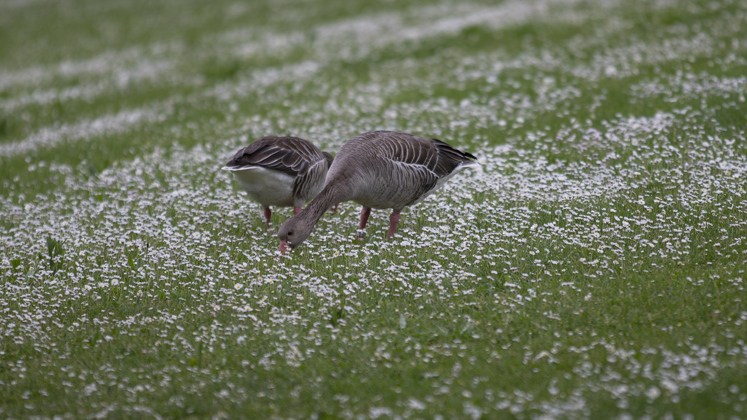 20250503133002 RD4 2471